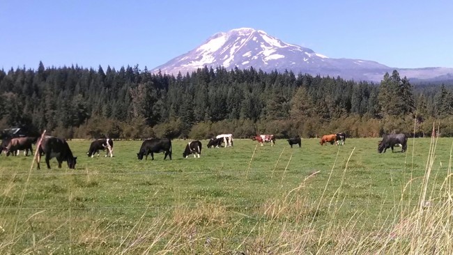 2013-08-31-cows-mt-adams