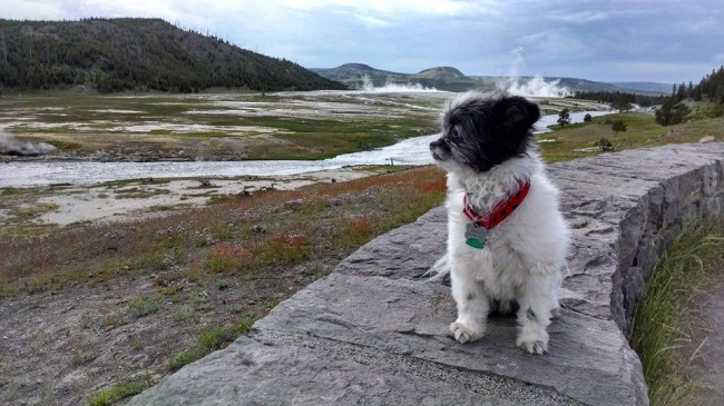 2014-06-21-yellowstone7