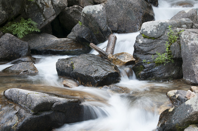 2014-07-31-roosevelt-cedar-trees-falls2