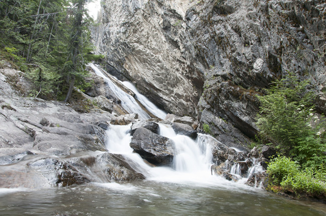 2014-07-31-roosevelt-cedar-trees-falls3