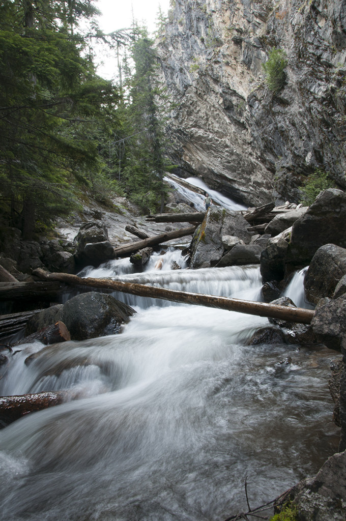 2014-07-31-roosevelt-cedar-trees-falls4