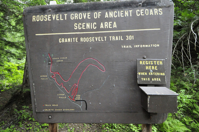 2014-07-31-roosevelt-cedar-trees2