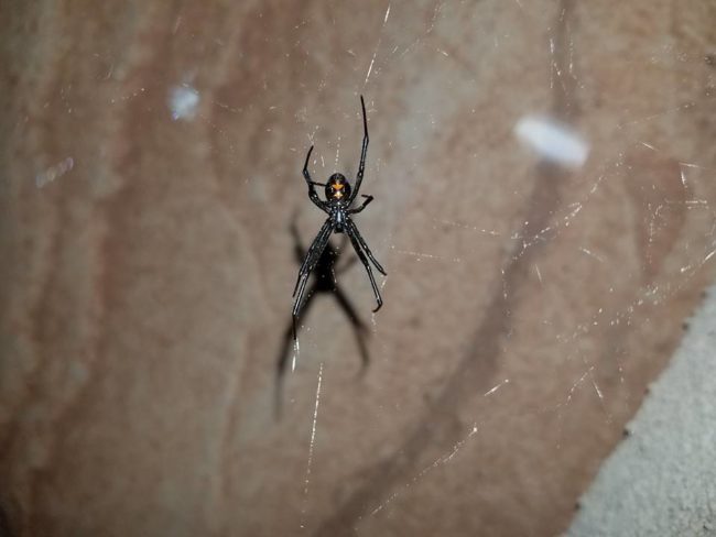 black-widow