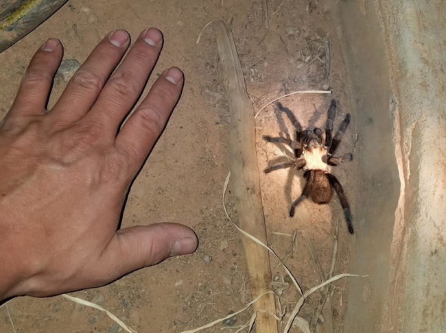 tarantula-hand