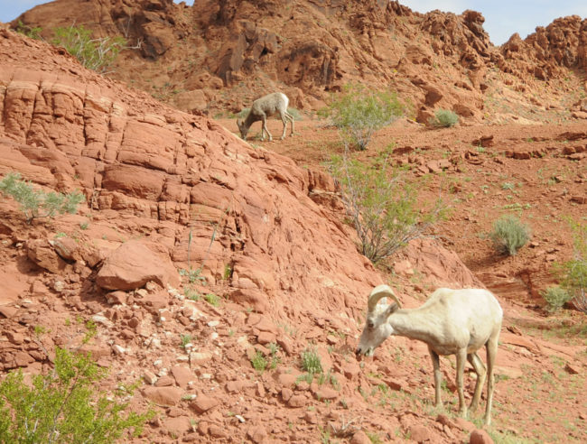 2017-03-23-valley-of-fire-state-park2
