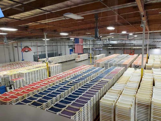 2019-09-21-kaisa-jellybean4-lores