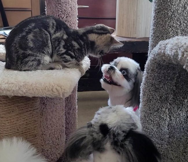 2023-03-21-cats2