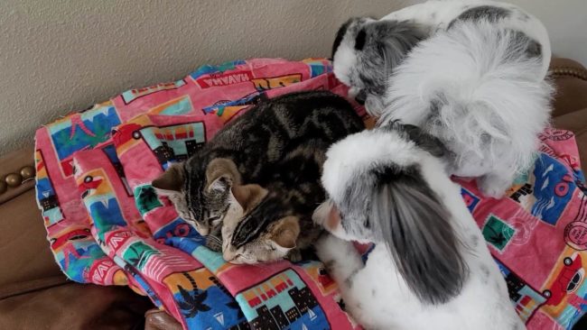 2023-03-21-cats9