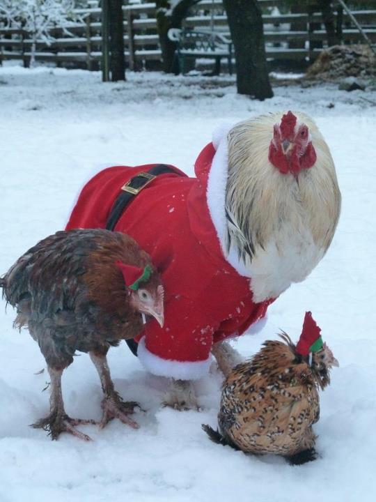 christmas-chickens-kim