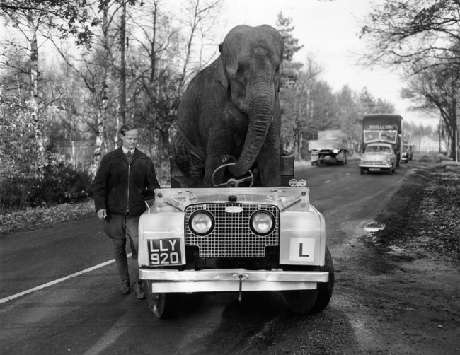 kam-an-elephant-from-Bertram-Mills-circus-“drives”-a-Land-Rover-November-1959