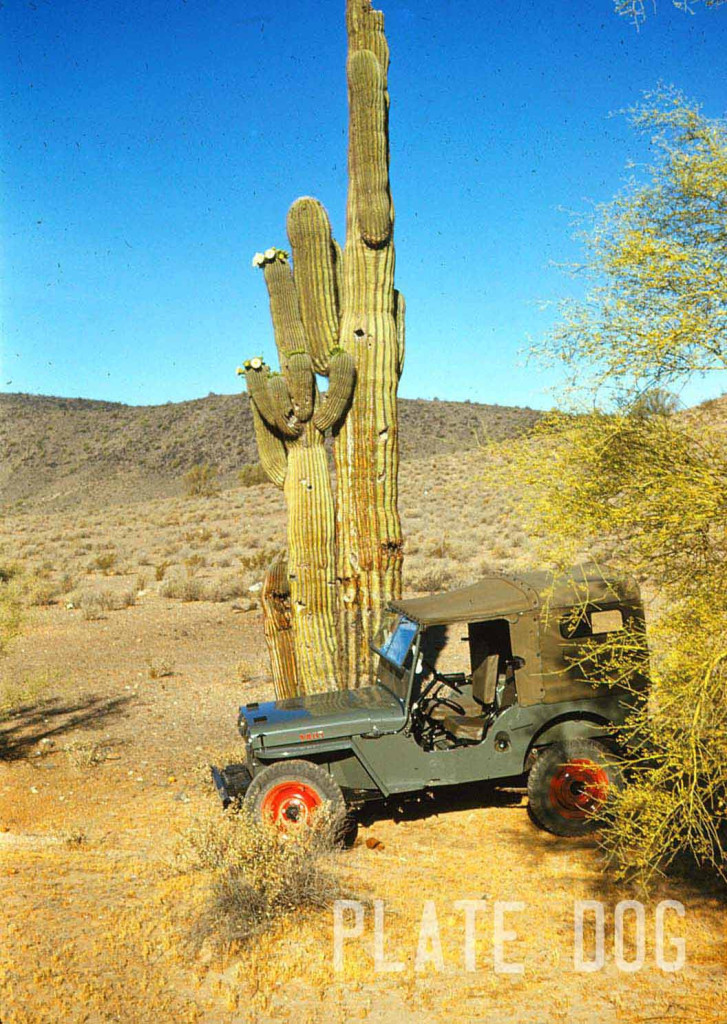 platedog-cj2a-cactus