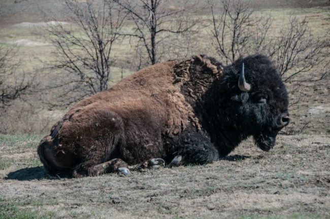 2013-05-05-trnp-bison