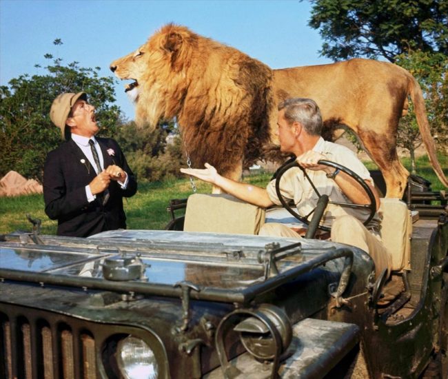 Prod DB © Ivan Tors Films - Metro-Goldwyn-Mayer / DR DAKTARI (CLARENCE, LE LION QUI LOUCHAIT/CLARENCE, THE CROSS-EYED LION) de Andrew Marton 1965 USA avec Richard Haydn et Marshall Thompson afrique, safari, jeep, animal sauvage, casque colonial, fauve, rugir