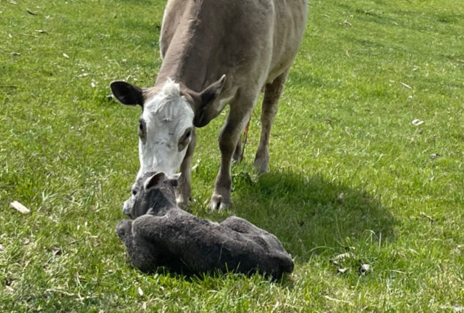 2022-05-19-calf-born-lores1