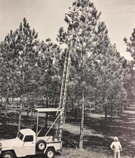 1962-florida-pines-truck-large-ladder